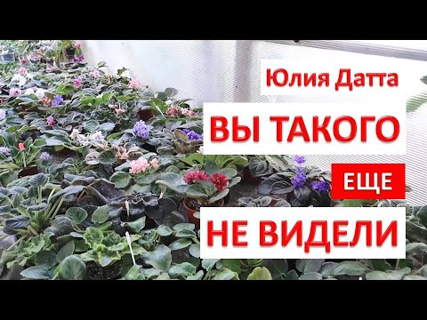 Видео: ФИАЛКИ в ТЕПЛИЦЕ! ВЫ такого ЕЩЕ НЕ ВИДЕЛИ! Юлия Датта