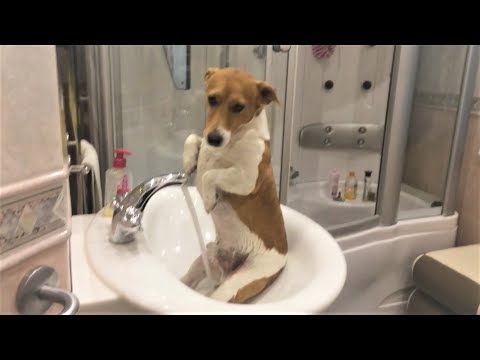 Видео: Приколы про собак 2017 Ну очень Смешные собаки  Приколы с собаками  Собаки Funny Dogs 2017 犬 犬について