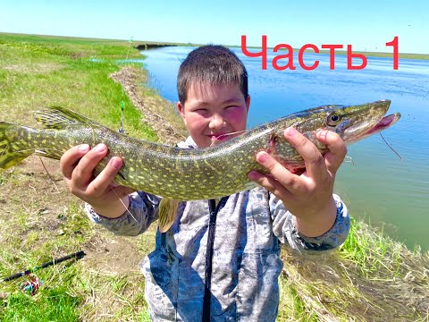 Видео: Рыбалка часть 1/Аномальный ЖОР рыбы/Они атакуют снова и снова/Рыбалка с друзьями/Рыбалка на р.Нура/
