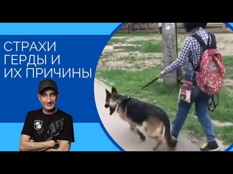 Видео: СТРАХИ Герды и их основные причины(Немецкая Овчарка)