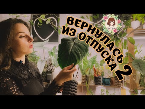 Видео: НОВИНКИ | ВСЕ РАСТЕНИЯ (почти) ЖИВЫ! Часть 2: Удобряю и поливаю после месяца отсутствия #растения