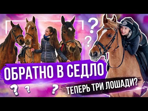 Видео: У МЕНЯ ТЕПЕРЬ ТРИ ЛОШАДИ | Где я была? | Возвращение на канал