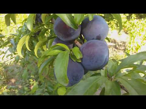 Видео: Слива диплоидная сорт средний Блек Амбер(plum Black Amber). Дегустация