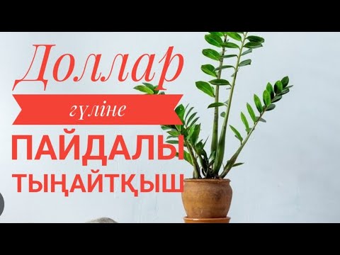 Видео: Қыста доллар гүліне осы ТЫҢАЙТҚЫШТЫ беріңіз          #үйгүлдері #гүл#замиякулькас