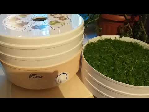 Видео: Сушилка для овощей и фруктов "Ротор". первое впечатление.