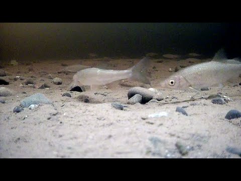 Видео: Рыбалка у чёрной дыры и не только.  Серия третья.