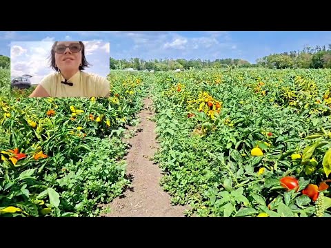 Видео: Дневник Агронома №40 часть 2