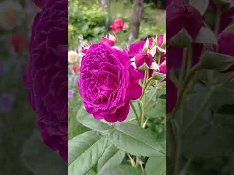 Видео: Роза Пурпл Лодж(Сиреневый домик)💜, очень красивый шраб с необыкновенным цветом.💜💜💜🌹