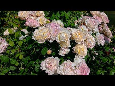 Видео: Розы, цветущие красиво в +40
