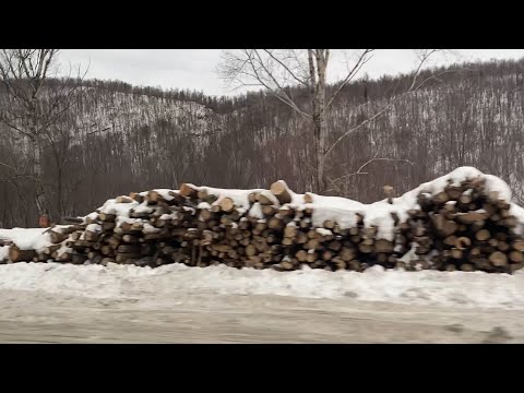 Видео: Трасса М5 - СУДЬБА ЛЕСА