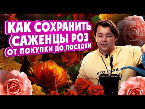 Видео: КАК СОХРАНИТЬ САЖЕНЦЫ РОЗ от покупки до посадки