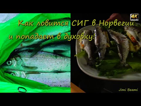 Видео: Как ловиться СИГ в Норвегии и попадает в духовку! 4K.