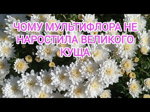 Видео: Три прості правила по вирощуванню хризантемами мультифлора.