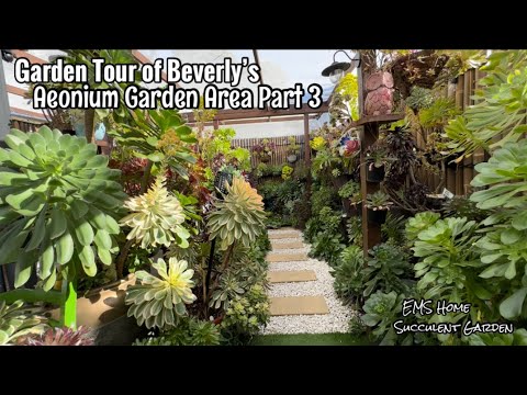Видео: Экскурсия Aeonium, часть 3, сад Беверли