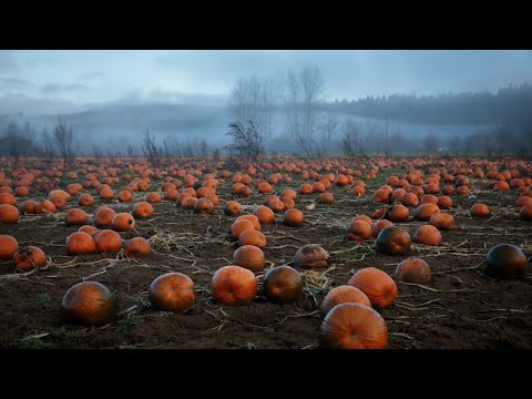 Видео: ТЕХНОЛОГИЯ ВЫРАЩИВАНИЯ ТЫКВЫ НА СЕМЕЧКУ #1