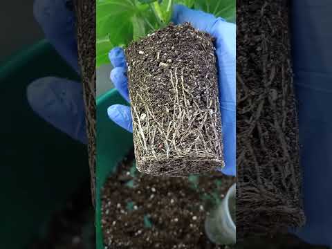 Видео: Развитие черенка😊