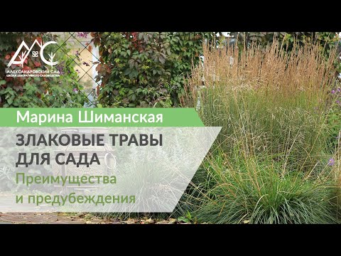 Видео: Злаковые культуры для сада