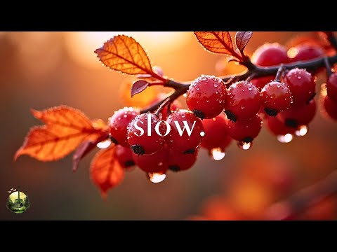 Видео: Гитарная чилл-музыка для работы, учёбы и отдыха | Природа