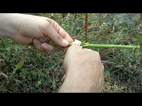 Видео: Присаждане / ашладисване на праскова чрез чип бъдинг