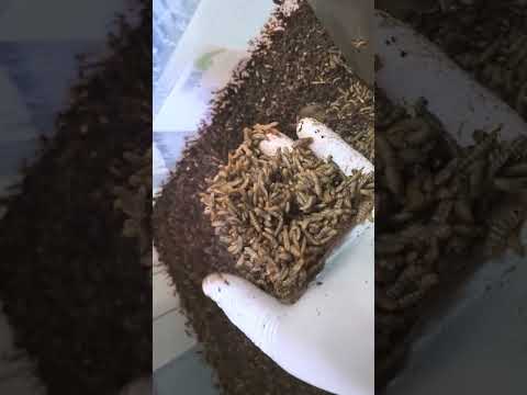 Видео: Черная львинка в рыбоводстве!