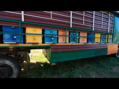 Видео: Погибла пасека.результат экспертизы подмора пчел.