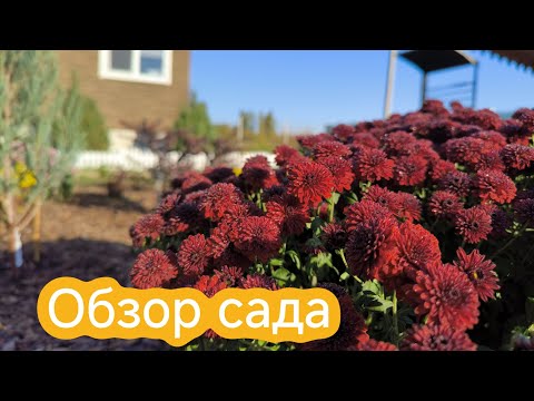 Видео: Обзор сада 24 октября | Новинки в саду | Хризантемы