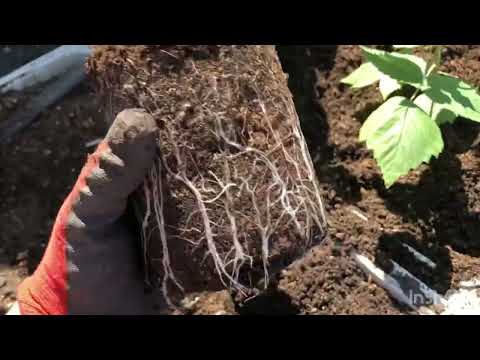 Видео: Посадка малины на маточный корень.