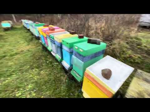 Видео: Итоги 2025 года - потерял новый материал, клещ жрет пчелу