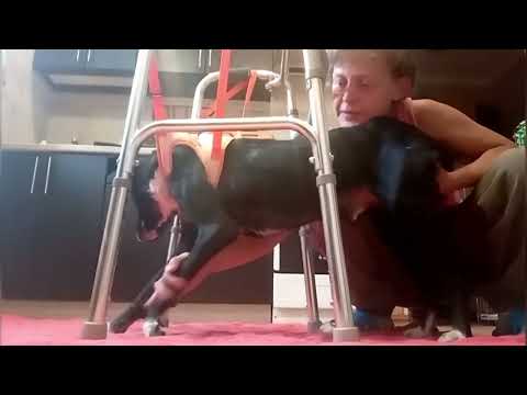 Видео: Серьезный разговор о Черныше.🦮