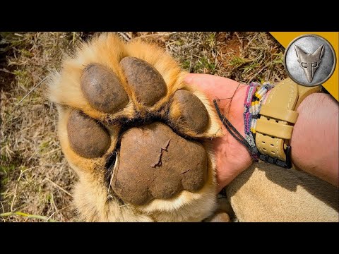 Видео: ЩЕ ХВАНЕШ ЛАПА С ЛЪВ? 😱 НЕВЕРОЯТНА СРЕЩА С ЛЪВ В ПРИРОДАТА | Brave Wilderness Български