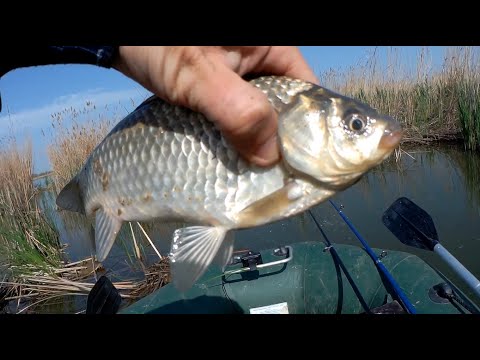 Видео: Рыбалка с лодки на поплавок в камышах весной 2022! Ловля карася на поплавок с мормышкой!