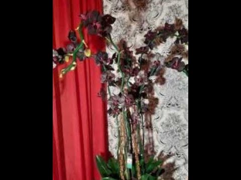 Видео: Орхідея з фоамирану/Орхидея из фоамирана /Раскрываю секретики и наработки/ DIY