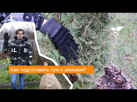 Видео: Как подготовить тую к зимовке?