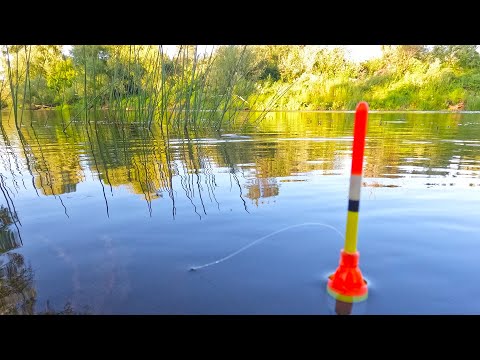 Видео: Этот трофей клюнул! Рыбалка на речке в конце июля на поплавок и не только.