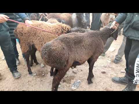 Видео: Мол Бозори Регарба  Мархамат 1 ноября 2025 г.