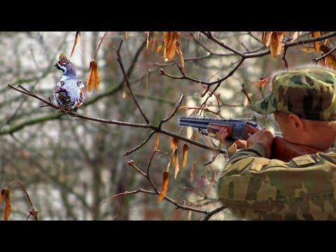 Видео: Добыл трёх подряд! Охота на рябчика  с манком осенью.