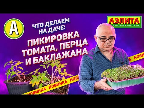 Видео: Пикировка томата, перца, баклажана ЭТОЙ ВЕСНОЙ