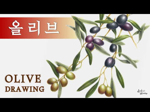 Видео: [Рисунок фруктов и овощей] Рисунок оливы, который легко нарисовать даже новичкам.