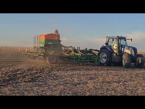 Видео: Бинарный посев оз.пшеницы с горохом, и посевом гороха. No - till 30.09.2022