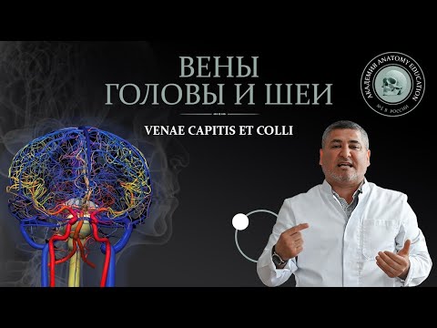 Видео: Вены головы и шеи / VENAE CAPITIS ET COLLI