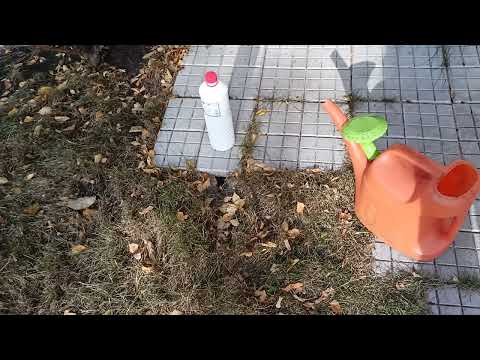 Видео: Методы борьбы с кротами и медведкой.г.Каменск-Уральский 07.10.2024 г.