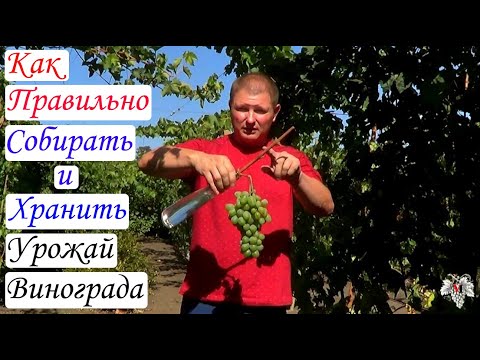 Видео: Как правильно Собирать и Хранить урожай винограда