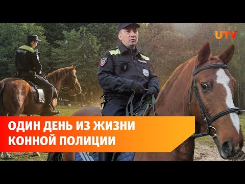 Видео: Как работает конная полиция?