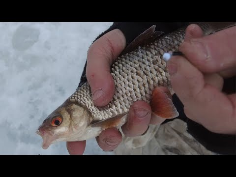 Видео: С безнасадкой за плотвой. Зимняя рыбалка на Чебоксарском водохранилище.