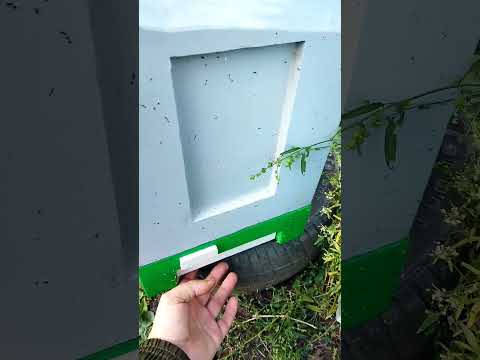 Видео: Китайские полоски от клеща MANHAO-PRO