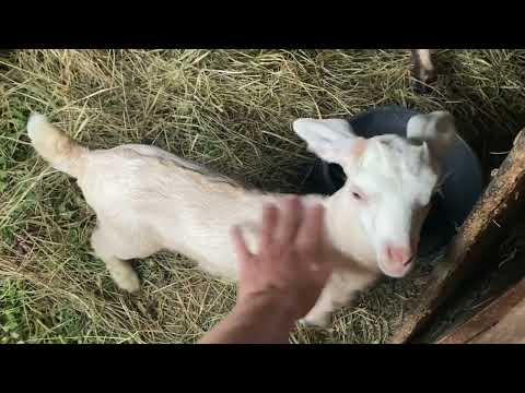 Видео: Как дела,и как козлята?