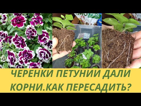 Видео: Черенкование петунии. Черенки петунии укоренились.Пересадка и первая главная прищипка петунии.