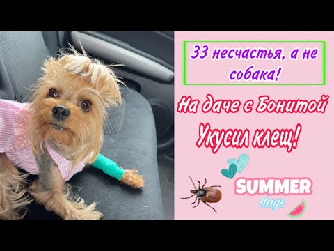 Видео: Dog Vlog: с собакой на даче // Боню укусил клещ