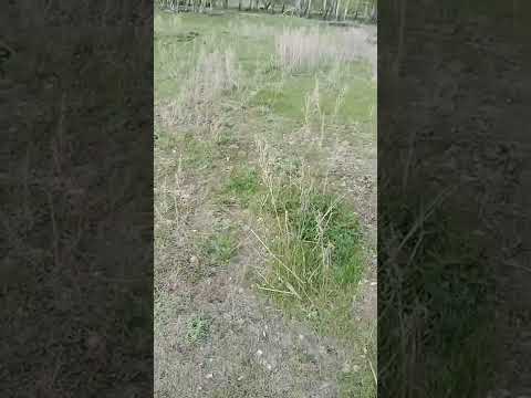 Видео: Начинаем Агробизнес с ноля!! Зона рискованного земледелия на гектаре земли.