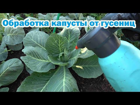 Видео: Обработка капусты от гусениц